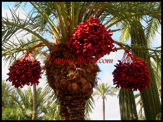 datiles_a