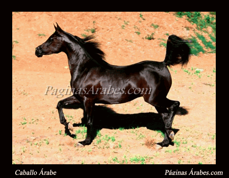 caballo_arabe_1_a