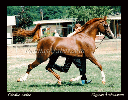 caballo_arabe_72_a