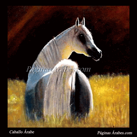 caballo_arabe_blanco_a