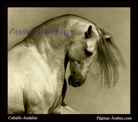 caballo_andaluz_384756_a