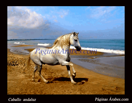 caballo_andaluz_459374_a