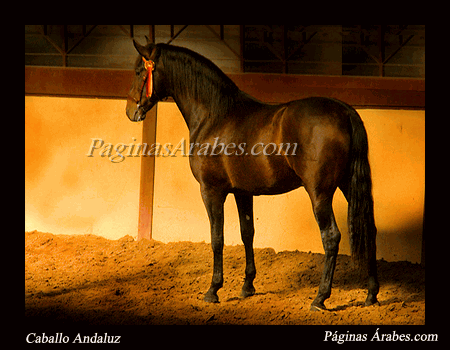 caballo_andaluz_936457_a