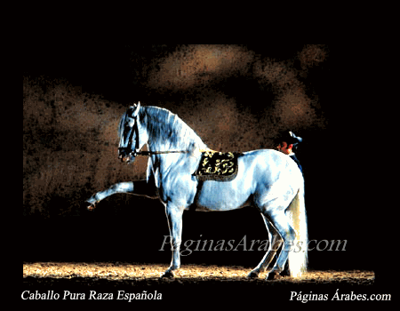 caballo_pura_raza_espaniola_a