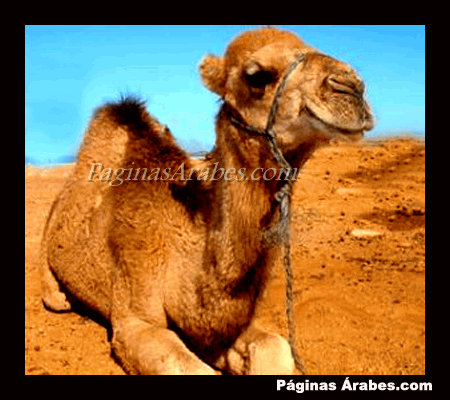 camellos_desierto_88887654_a