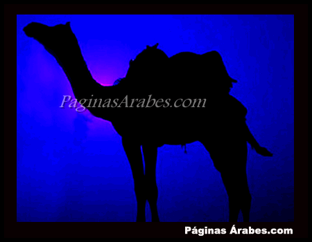 camellos_desierto_977765_a