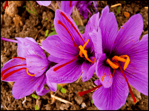 El azafrán, perteneciente al género Crocus, es una planta que goza de una majestuosa belleza, debido a sus pétalos de color violáceo intenso en forma acampanada que se manifiestan en la flor.