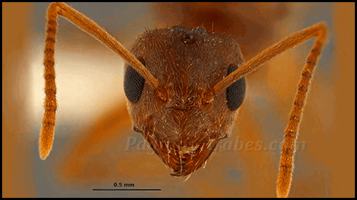 Una especie de hormiga invasora procedente de Argentina, apodada 'hormigas locas Rasberry' -por el nombre de su descubridor-, está causando graves daños materiales en amplias zonas de EE.UU.
