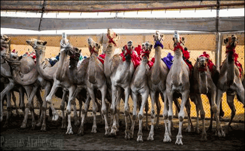 Las carreras de camellos datan del siglo VII. ©NYT