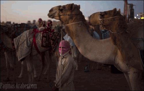 Carreras de camellos. ©NYT