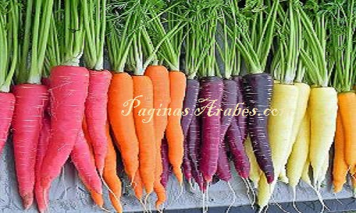 zanahorias_variedades