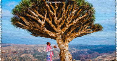 Socotra: el archipiélago que parece de otro planeta