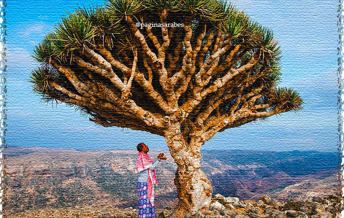 Socotra: el archipiélago que parece de otro planeta